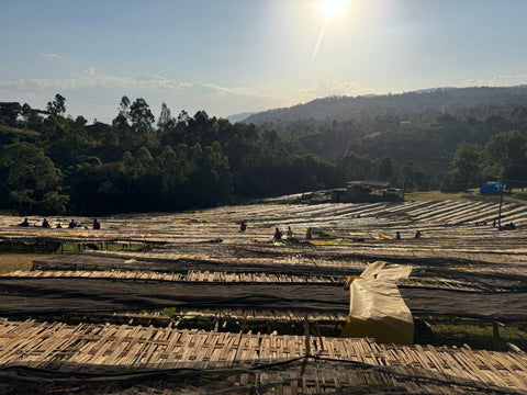 Cupping · Äthiopien-Special