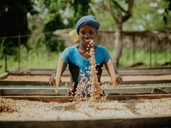 Frau wendet Rohkaffee in Macenta, Guinea, das nashorn, Robusta 20%
