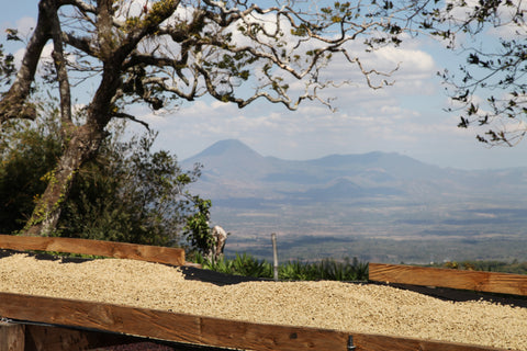 Special-Cupping · Washed & Fermentationen