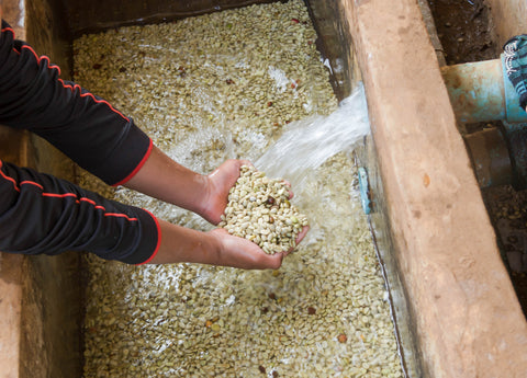 Special-Cupping · Washed & Fermentationen