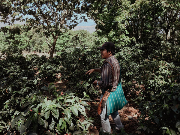 Farmer, Kooperative Adenisa, Guatemala, Kaffee, spezialitätenkaffee